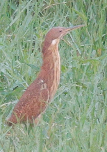 Cinnamon Bittern - ML440341771