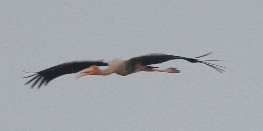 Painted Stork - Phani krishna Ravi