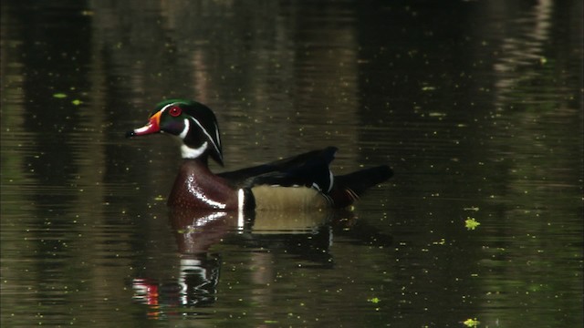 Wood Duck - ML440342