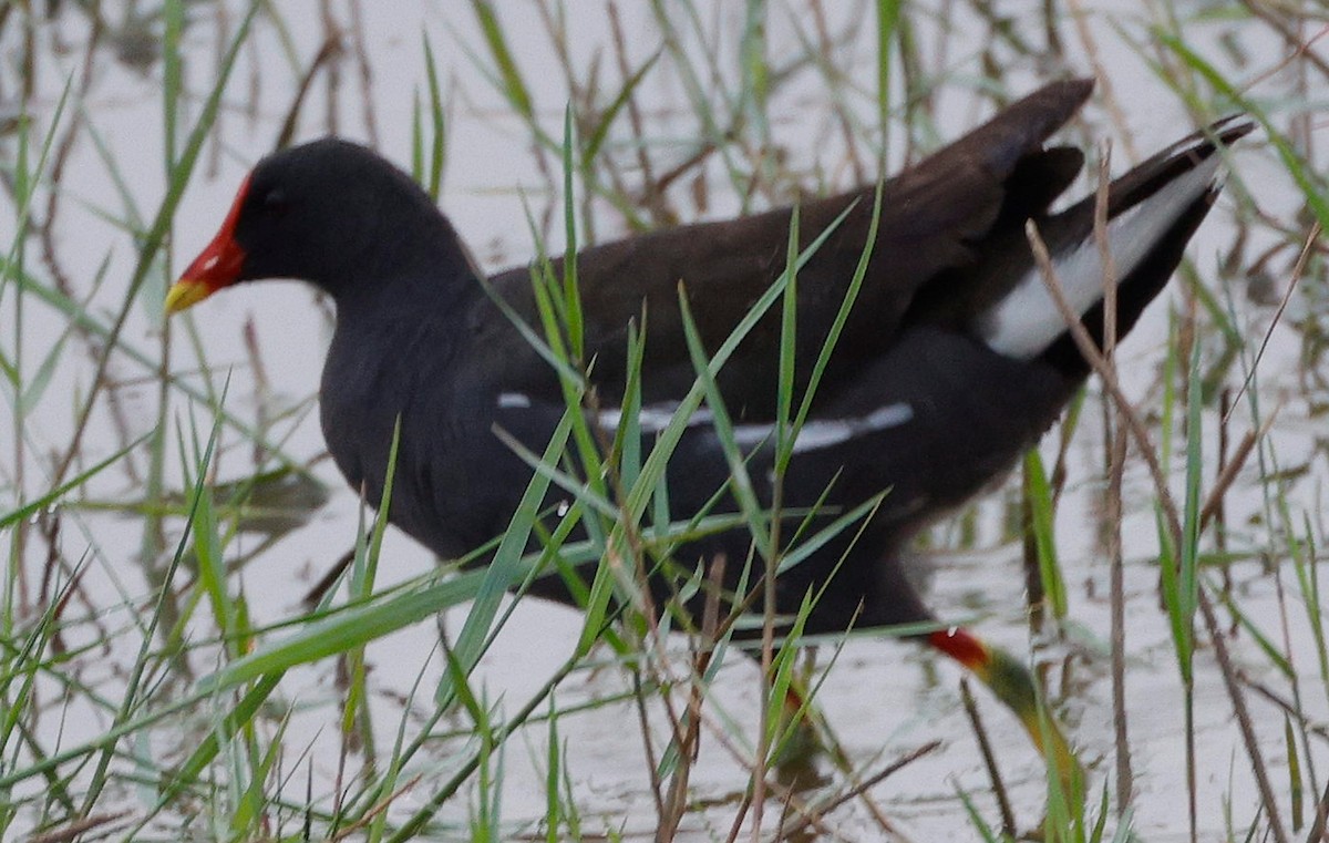 Eurasian Moorhen - ML440342211