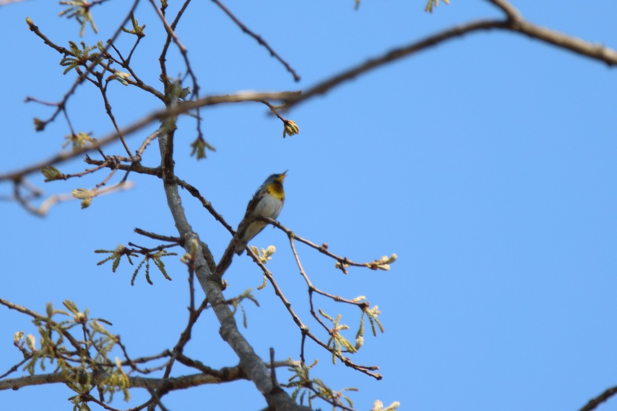 Northern Parula - Ed Vigezzi