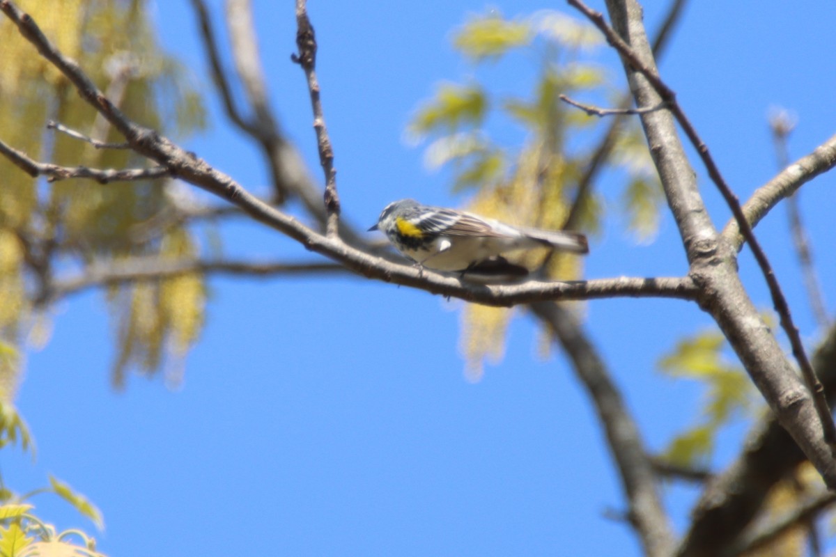 Yellow-rumped Warbler - Ed Vigezzi