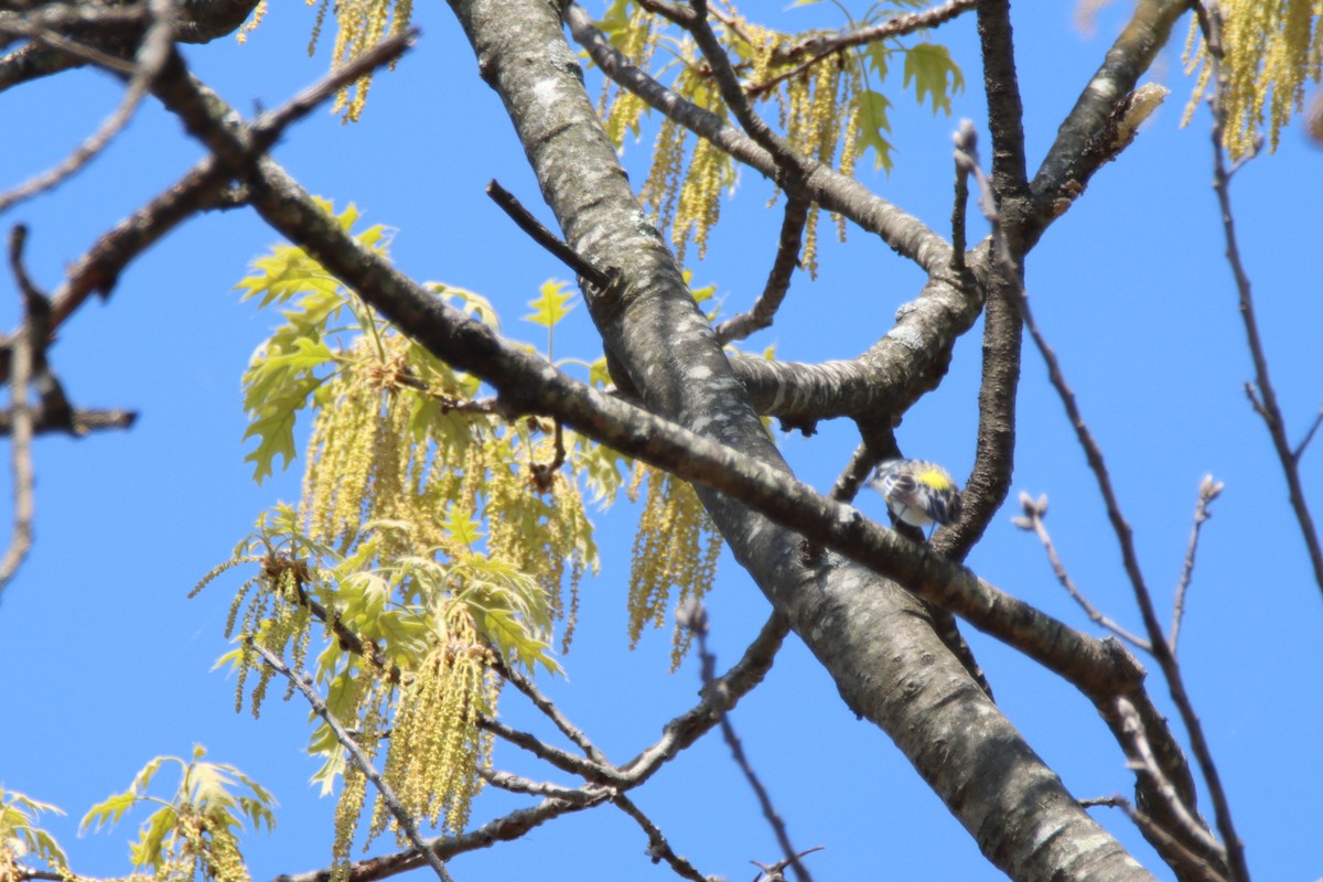 Yellow-rumped Warbler - ML440342431