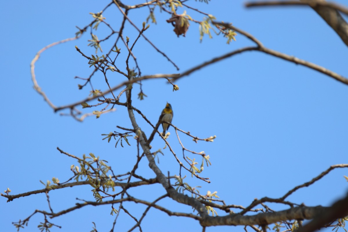 Northern Parula - ML440342471