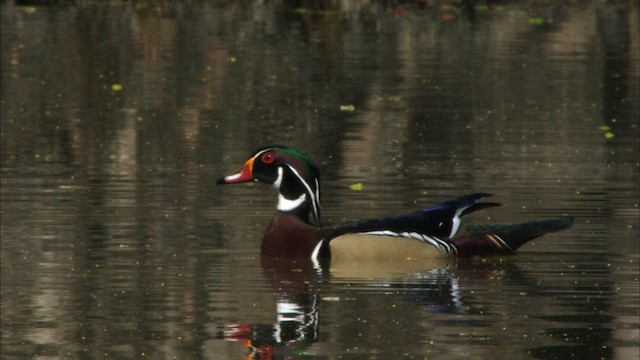 Wood Duck - ML440343