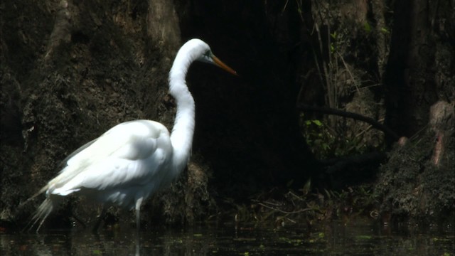 Чепура велика (підвид egretta) - ML440344