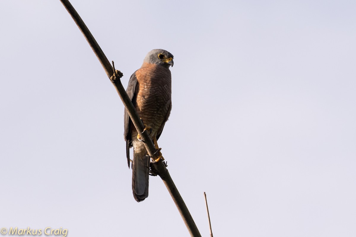 Variable Goshawk (Lesser Sundas) - ML44034461