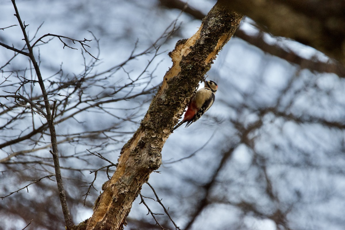 Great Spotted Woodpecker - ML440344991