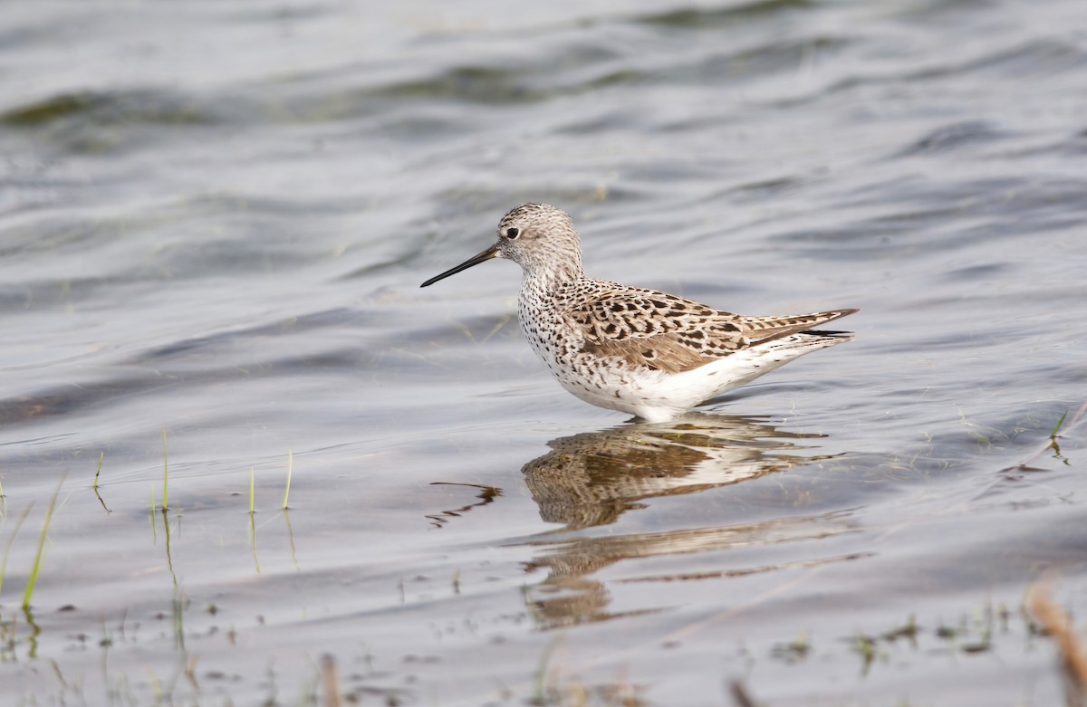 Urmael-kuliska - ML440345511