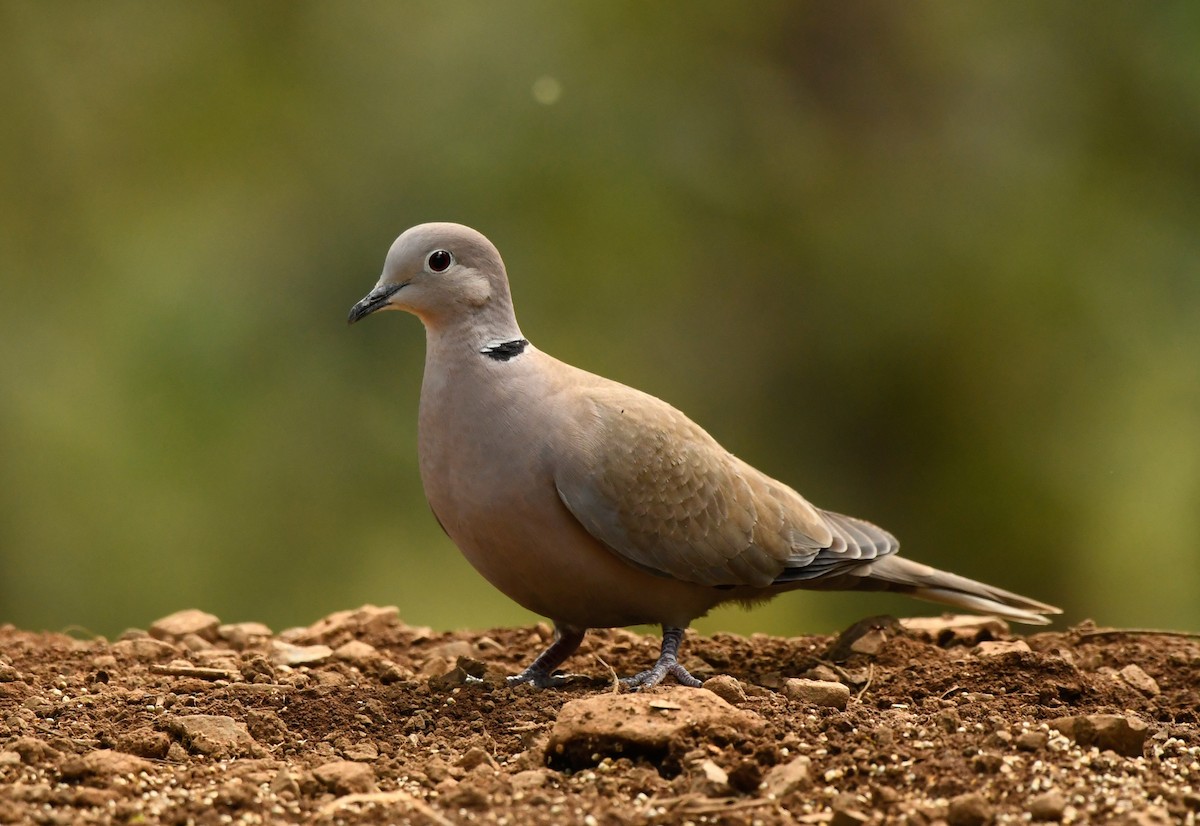 Eurasian Collared-Dove - Savithri Singh