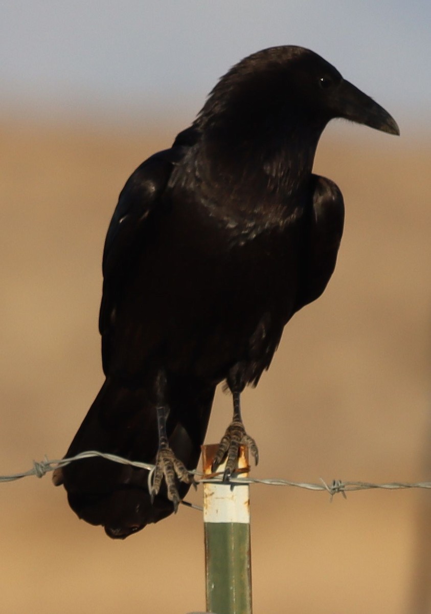 Common Raven - David Kettering