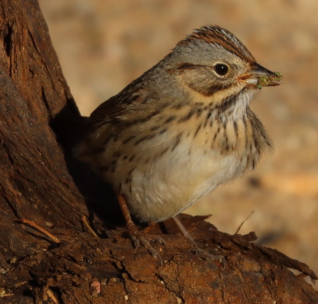 Lincoln's Sparrow - David Kettering