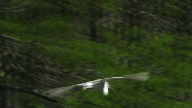 Большая белая цапля (egretta) - ML440347