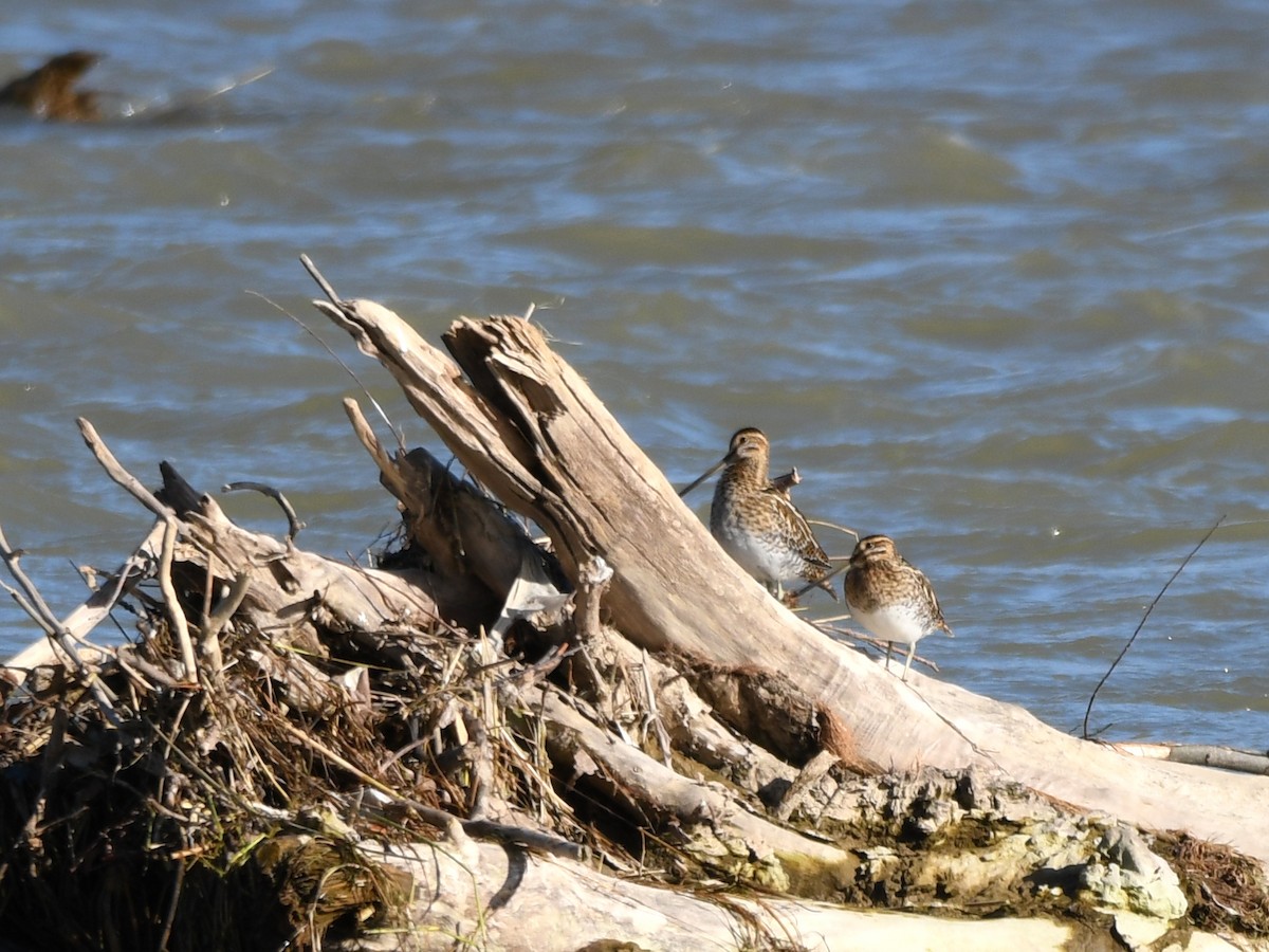 Common Snipe - ML440347591