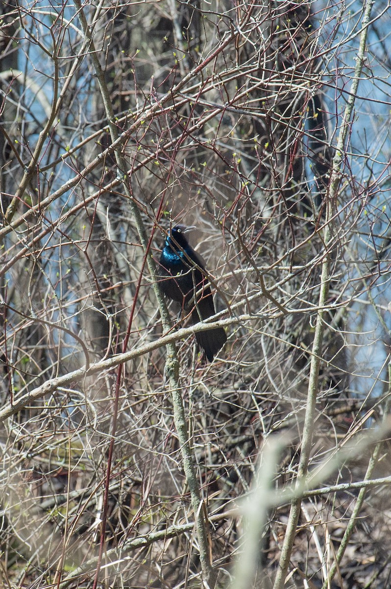 Common Grackle - Michael Barath