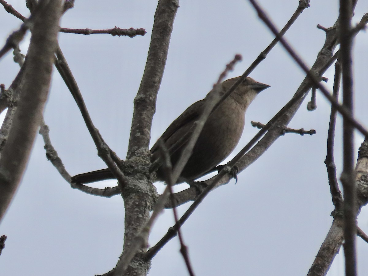 Brown-headed Cowbird - ML440350781