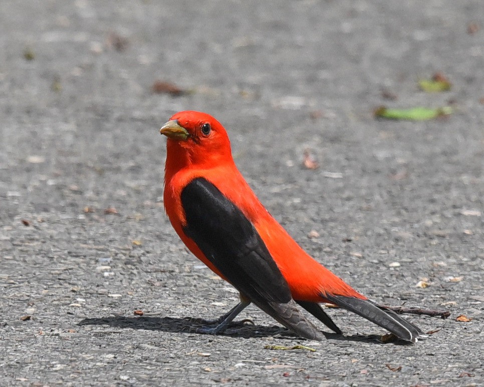 Scarlet Tanager - ML440351111