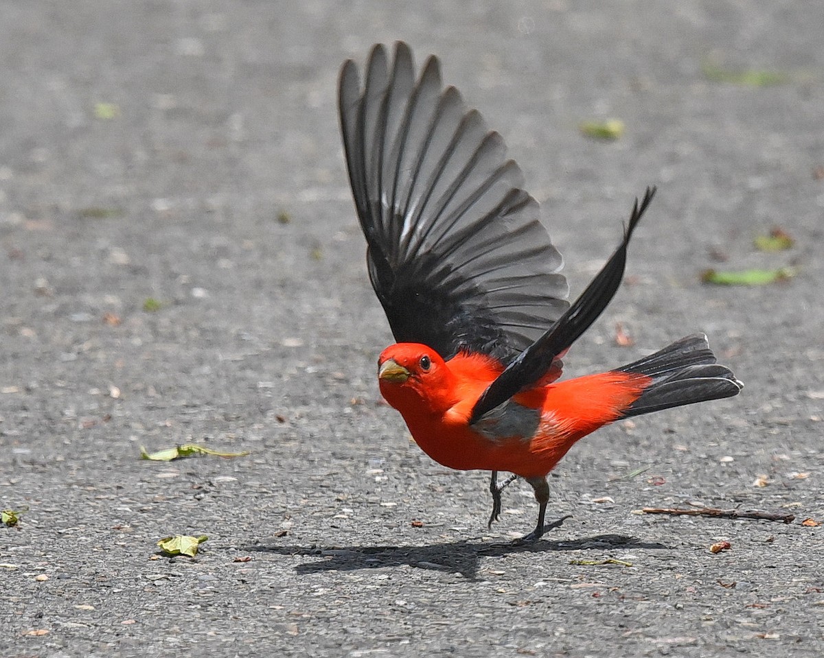 Scarlet Tanager - ML440351151