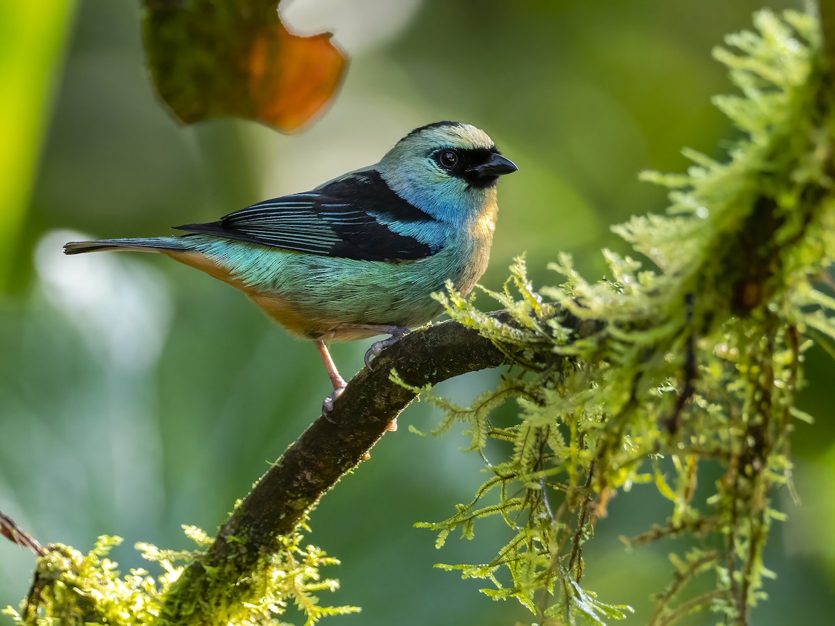 Metallic-green Tanager - ML440356421