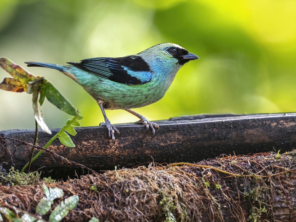 Metallic-green Tanager - ML440356441