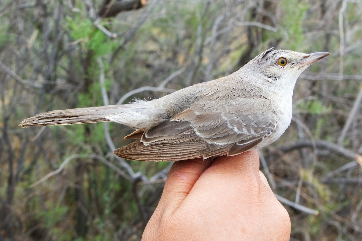 Txinbo gabiraia - ML440361371