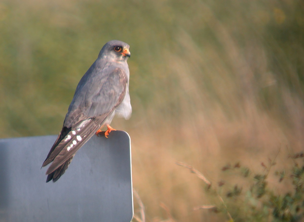 Red-footed Falcon - ML440362821