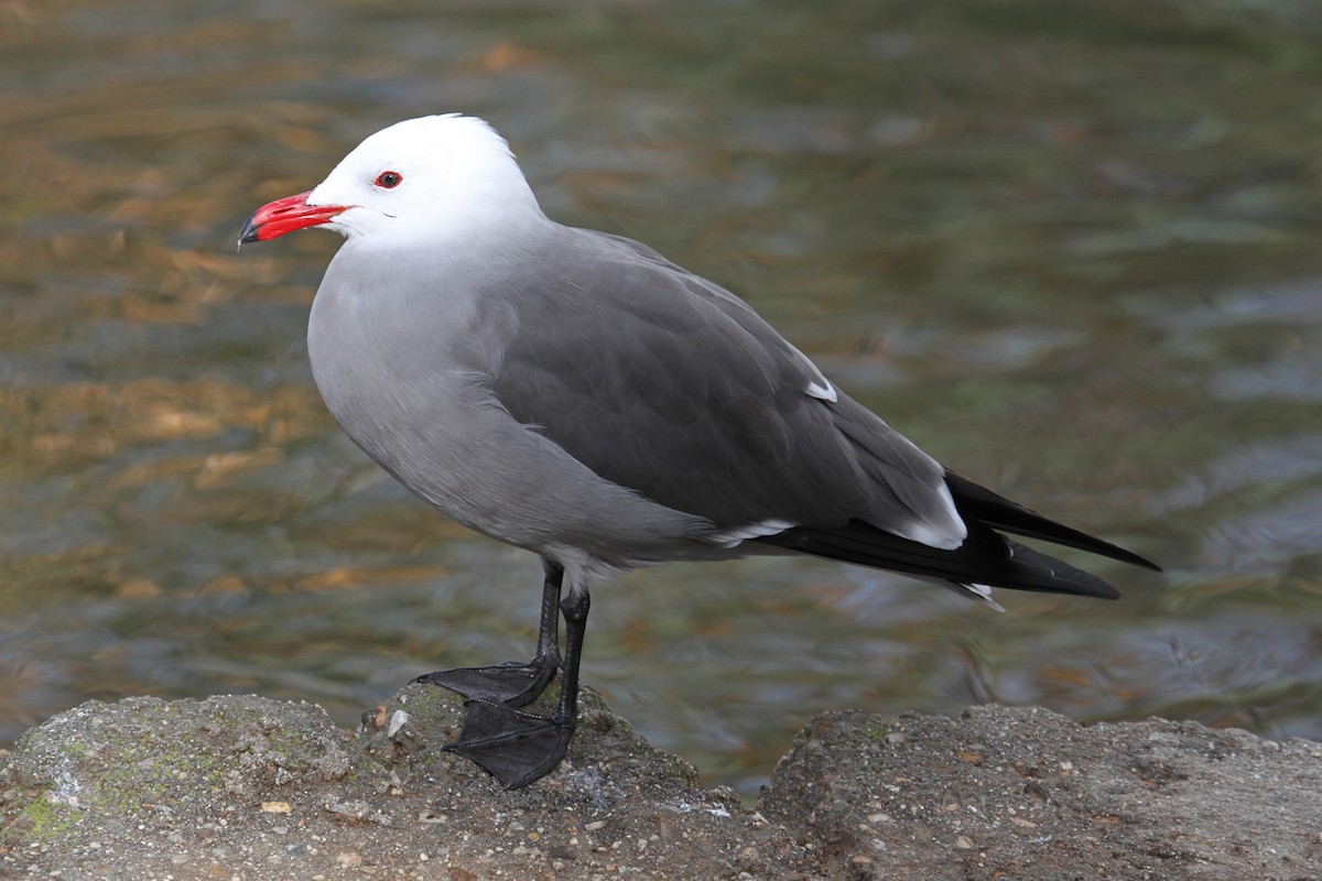 Heermann's Gull - Jamie Chavez