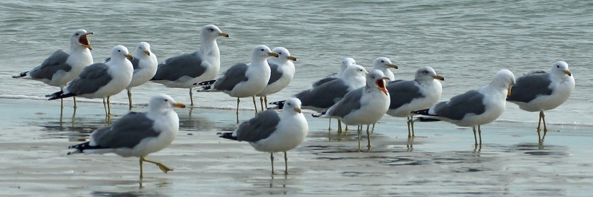 California Gull - ML440364651