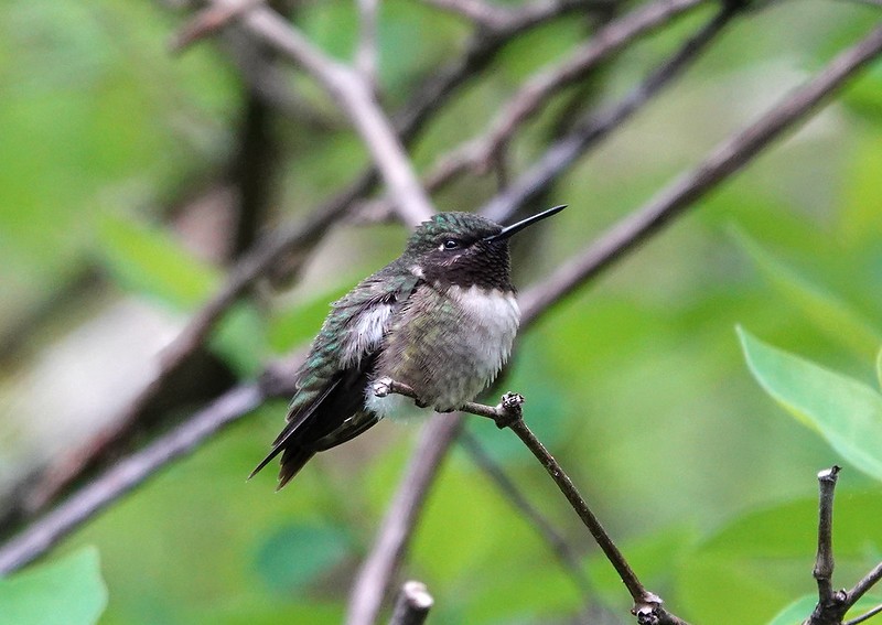 Ruby-throated Hummingbird - ML440364711