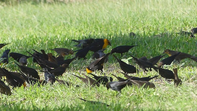 Brown-headed Cowbird - ML440364911