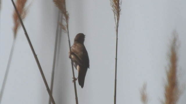 Savi's Warbler - ML440366331