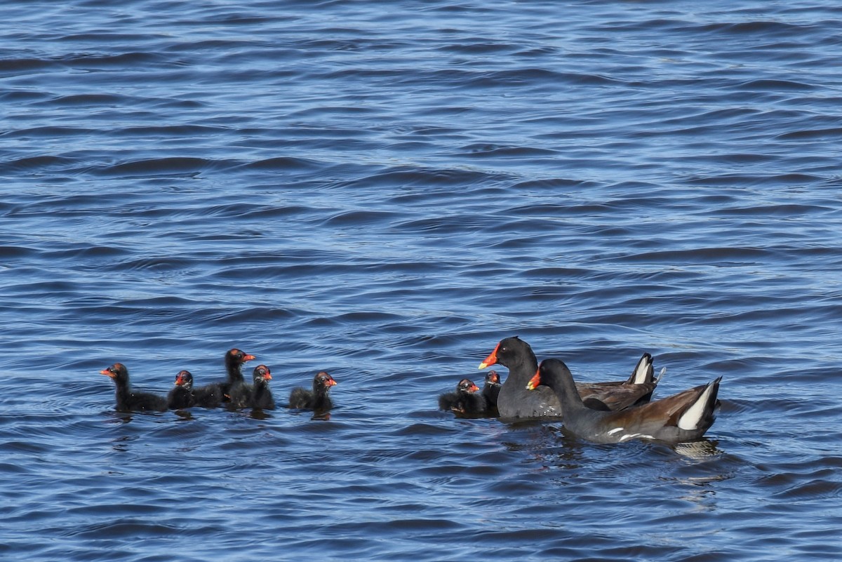 Gallinule d'Amérique - ML440366571