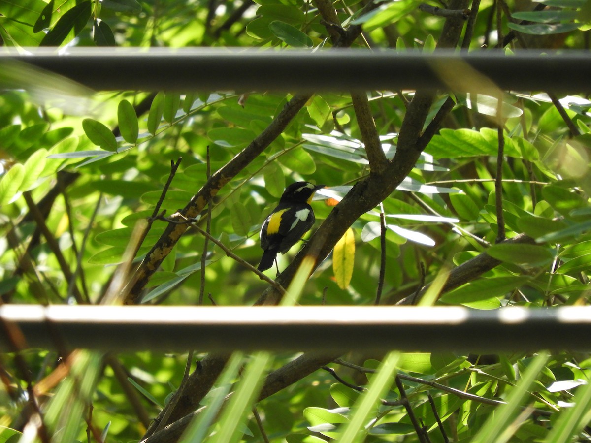 Гуулин намнаа - ML440367571