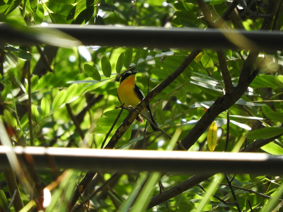 Гуулин намнаа - ML440367631