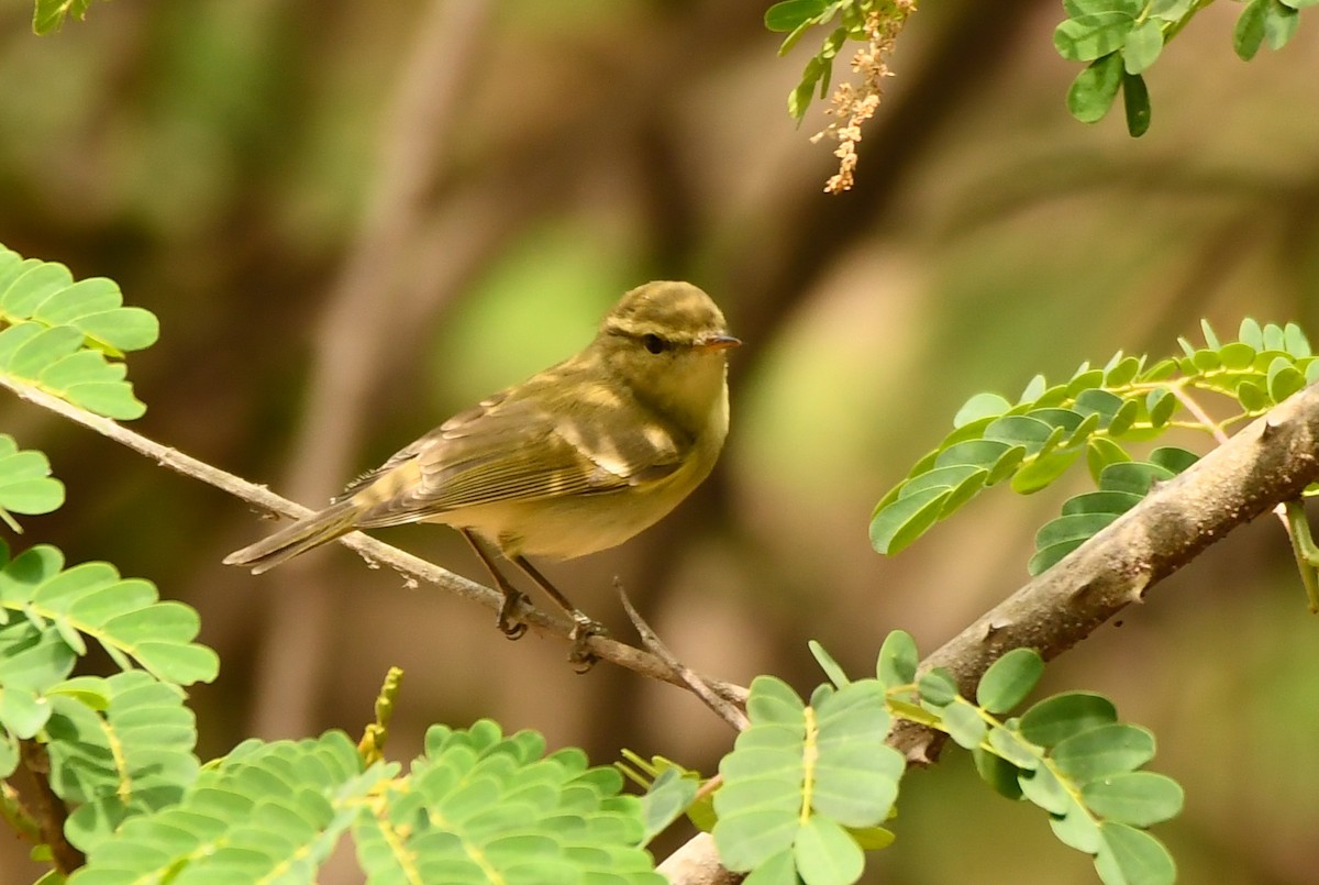 Greenish Warbler - Savithri Singh