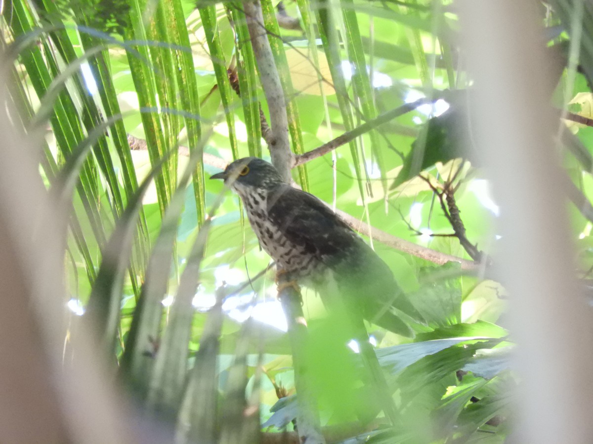 Large Hawk-Cuckoo - ML440367821