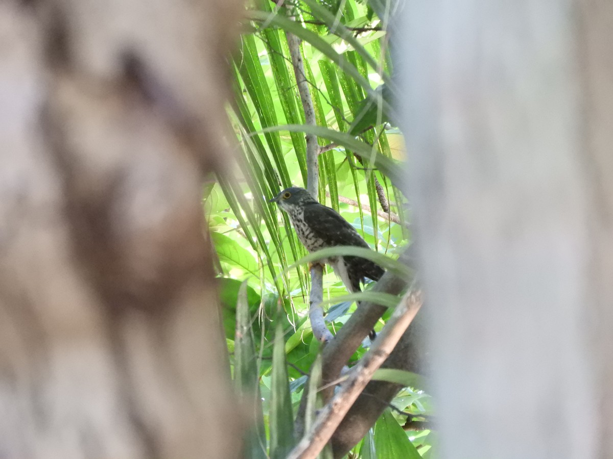 Large Hawk-Cuckoo - ML440367831