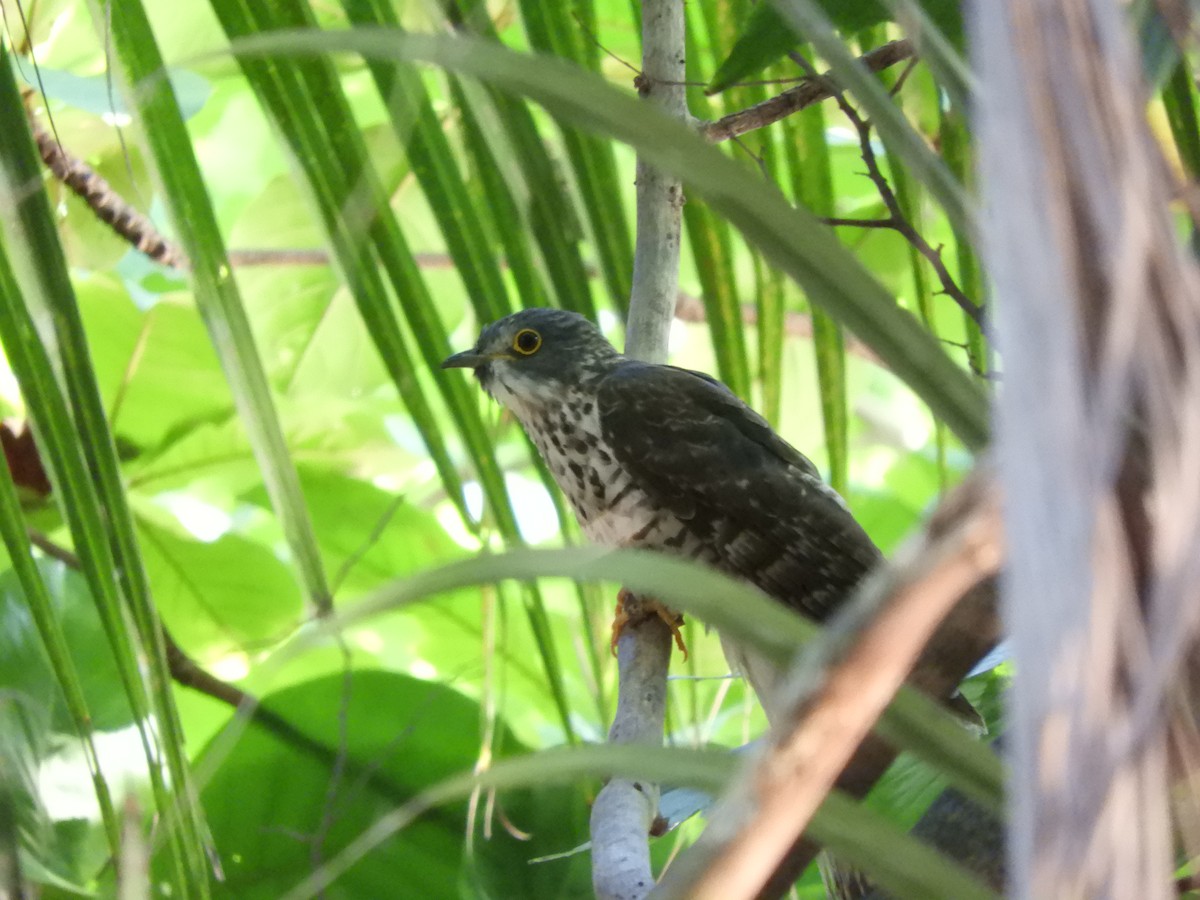 Large Hawk-Cuckoo - ML440367841