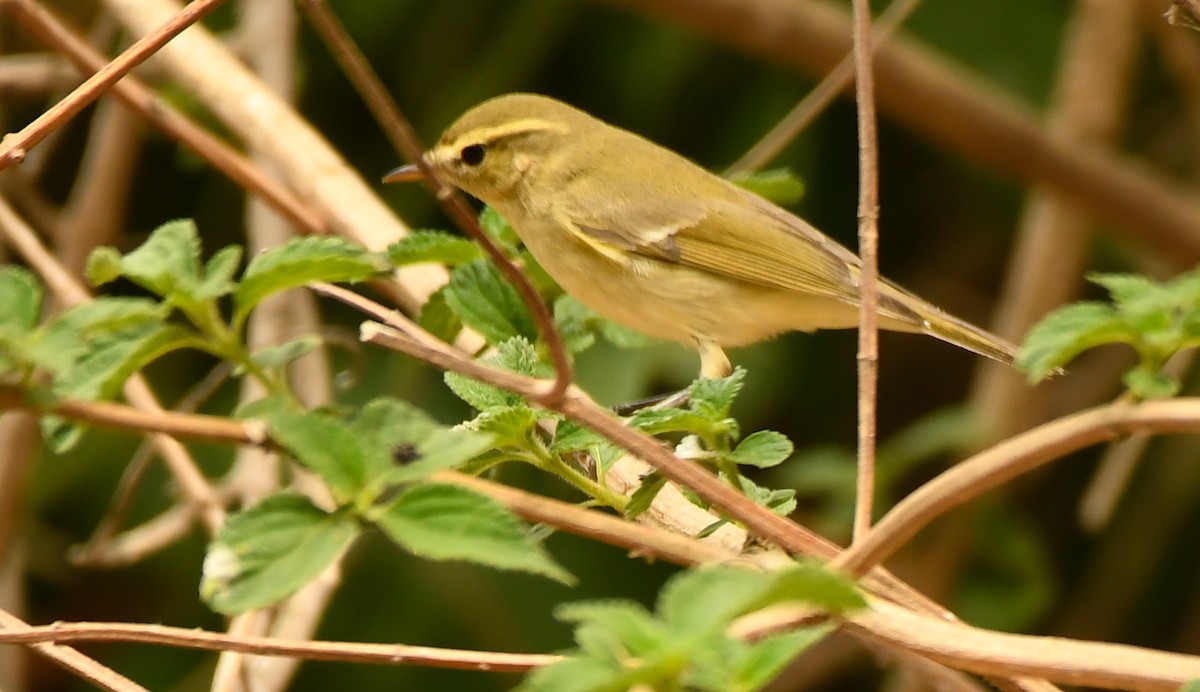 Greenish Warbler - ML440368441