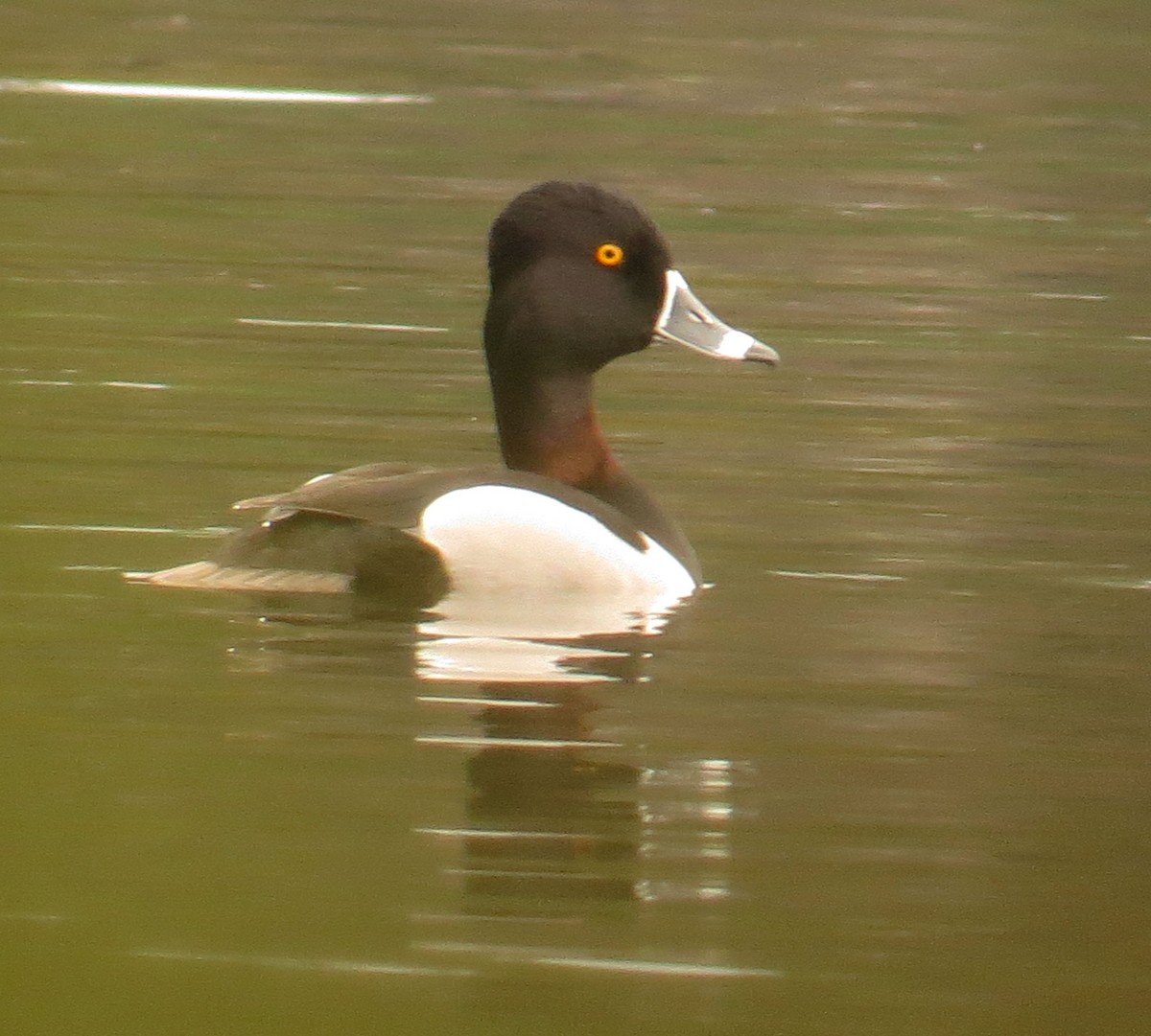 Ring-necked Duck - ML440368981