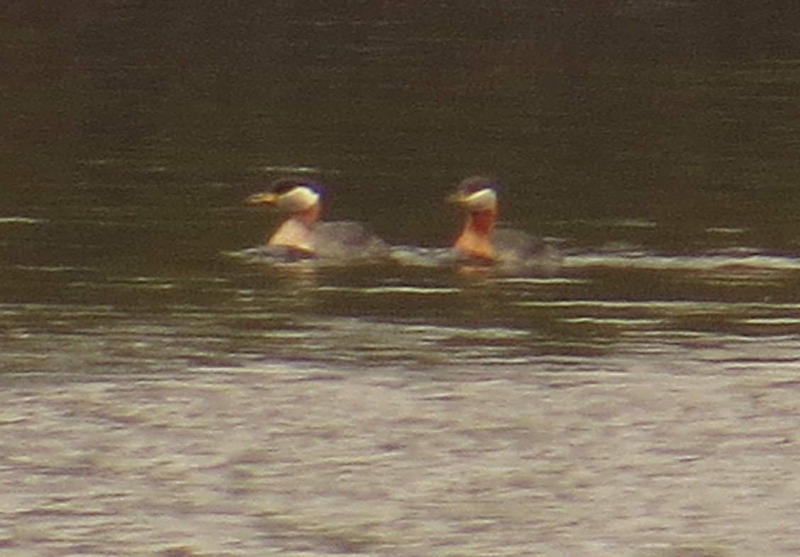 Red-necked Grebe - Amy Lawes