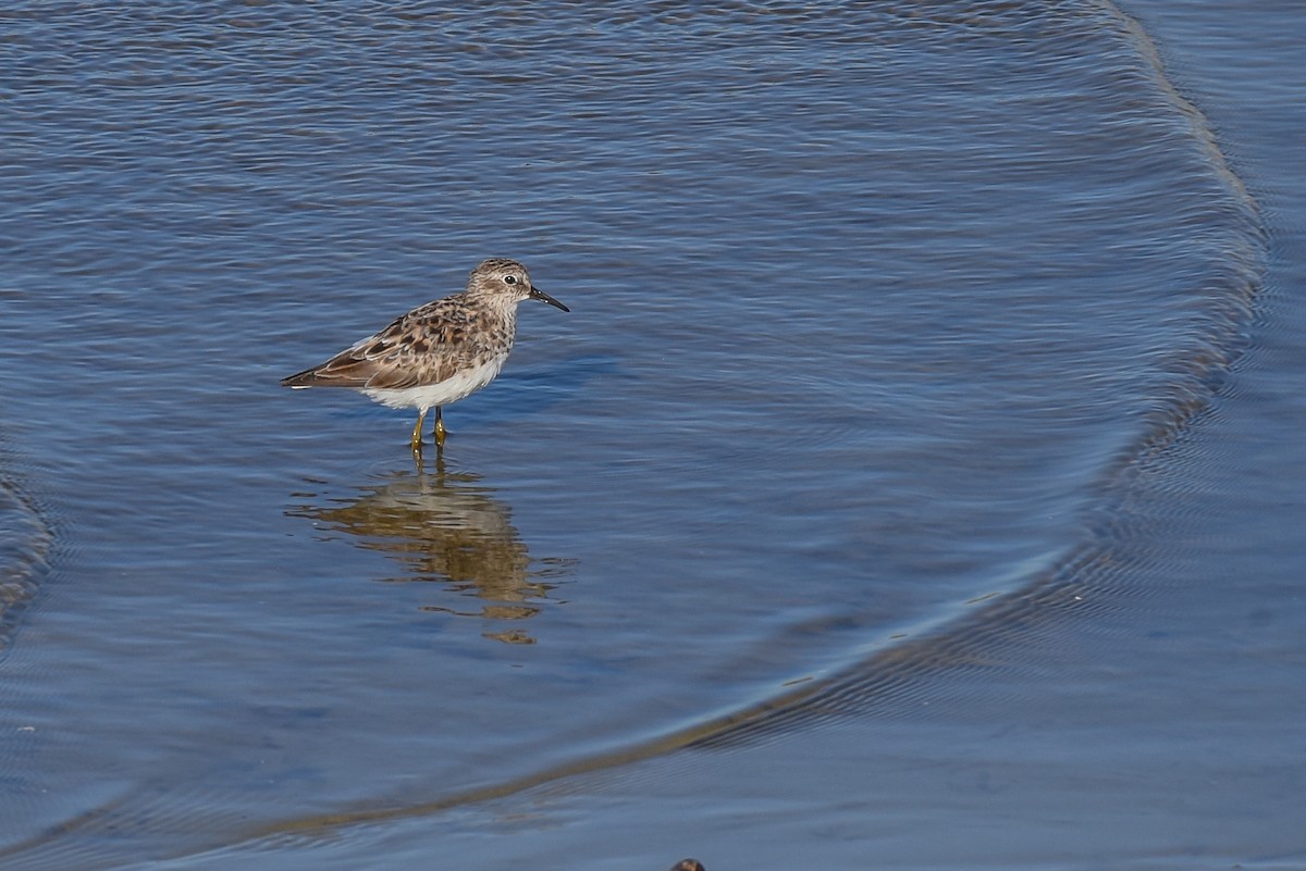 Least Sandpiper - ML440370931