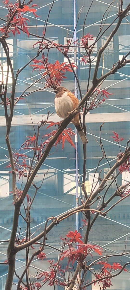 Eastern Towhee - ML440371021