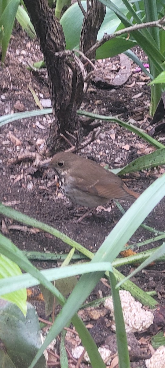 Hermit Thrush - ML440371181