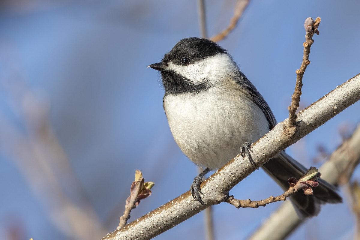 Black-capped Chickadee - ML440371241