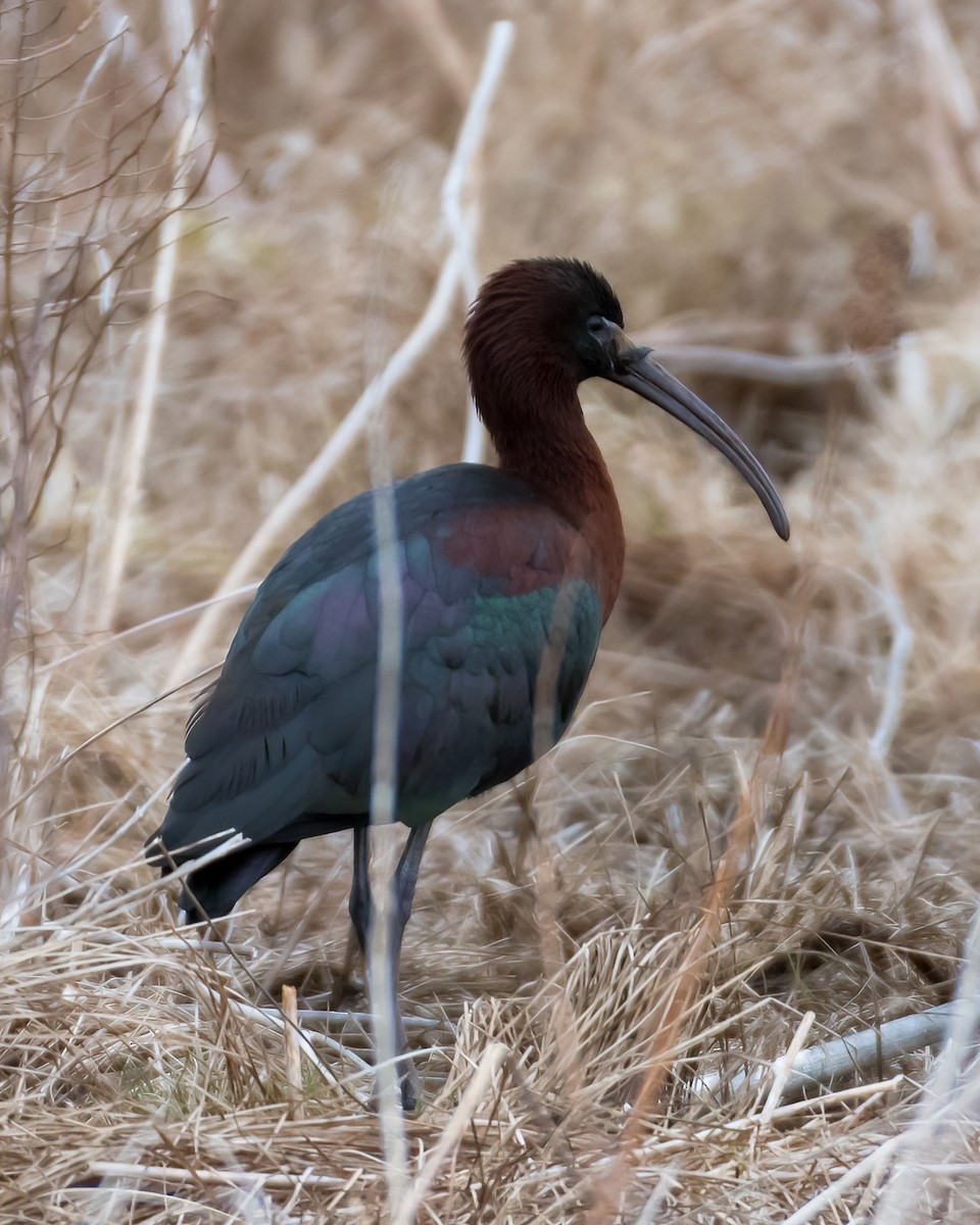 ibis hnědý - ML440371351