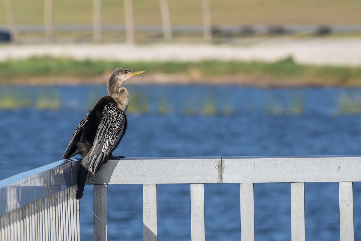 Anhinga d'Amérique - ML440371541