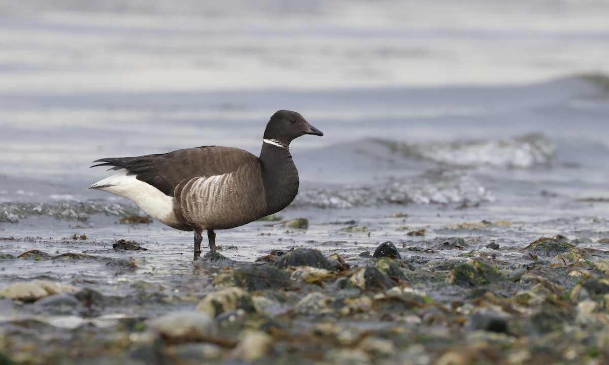 Bernache cravant (nigricans) - ML440374091