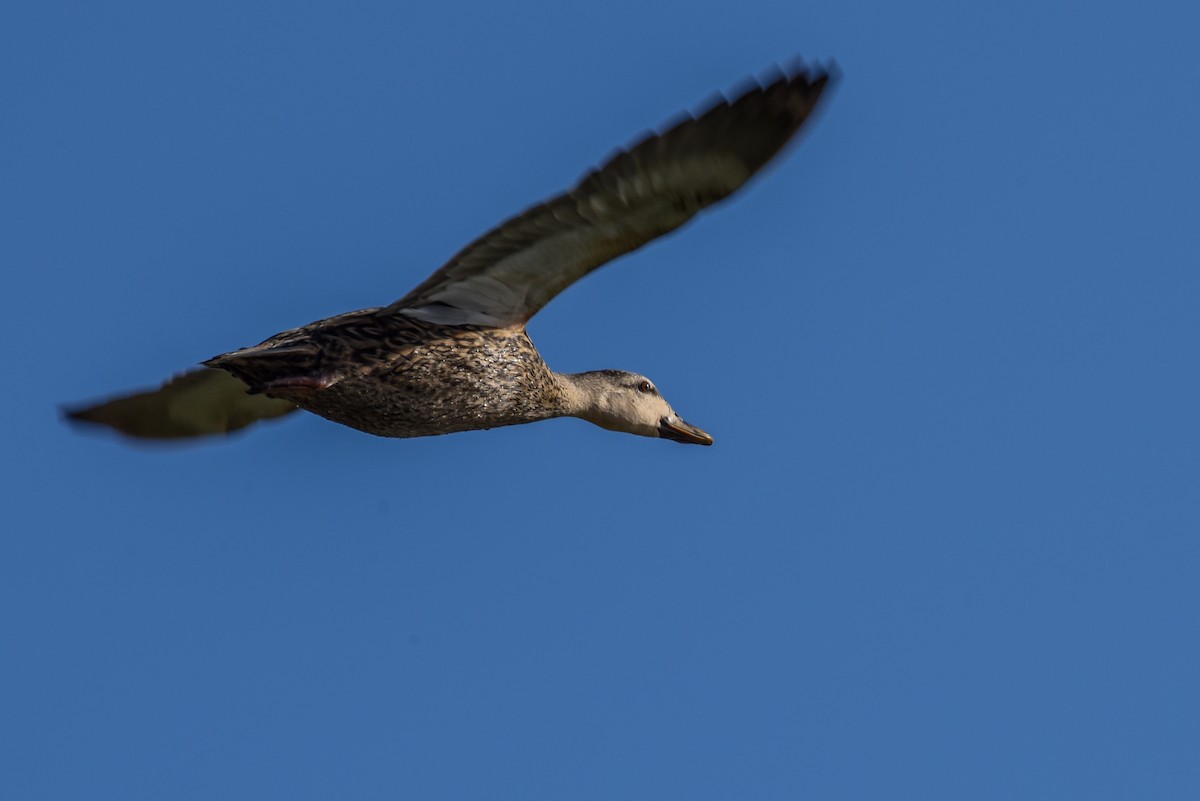 Mottled Duck - ML440374341