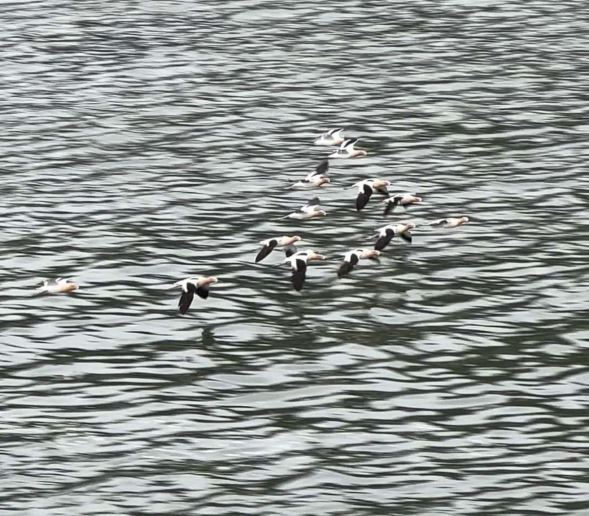 Avocette d'Amérique - ML440375121